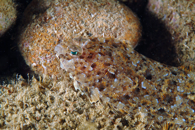 Pesce da determinare (Arnoglossus sp.)